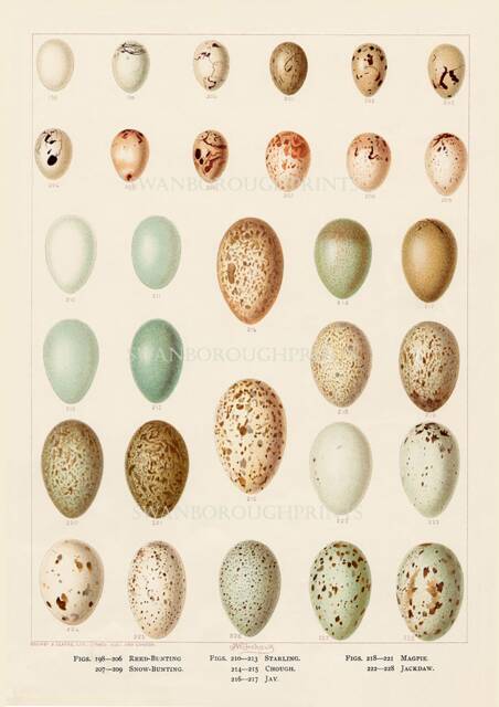 Bird Eggs Print Showing Field Birds in Pastel Colours On Archival Smooth Watercolour Paper - image 1
