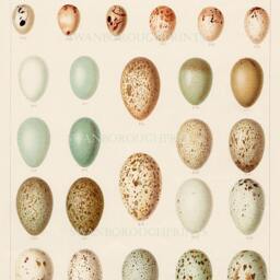 Bird Eggs Print Showing Field Birds in Pastel Colours On Archival Smooth Watercolour Paper - thumbnail 2