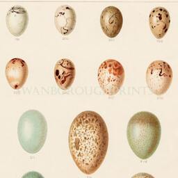 Bird Eggs Print Showing Field Birds in Pastel Colours On Archival Smooth Watercolour Paper - thumbnail 3