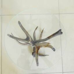 Real Deer Antlers Table - thumbnail 4