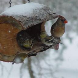 Medium-Small Barkless Log Bird Feeder, Rustic Walnut, The Original Natural Seed Feeder - thumbnail 4