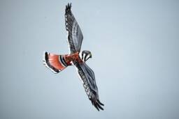 Kestrel Bird Of Prey Picture, Leather Bird, Wall Hanging - 11 Inch Wingspan Custom Order
