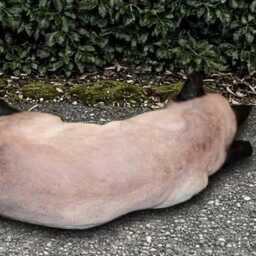 Concrete Siamese Cat Statue Garden Sculpture Siamese Decoration Outdoor Kitten Ornament Cat Lover Gift Cement Animal Figurine - thumbnail 4