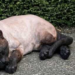 Concrete Siamese Cat Statue Garden Sculpture Siamese Decoration Outdoor Kitten Ornament Cat Lover Gift Cement Animal Figurine - thumbnail 3