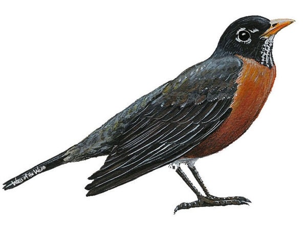 Robin Wall Decal - image 1