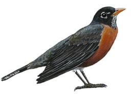 Robin Wall Decal - thumbnail 1