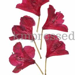 "Rhododendron, Wa, Wv State Flower - Print Reproduction Artwork Of Pressed Flowers 5x7"" 8x10"" 11x14" - thumbnail 2