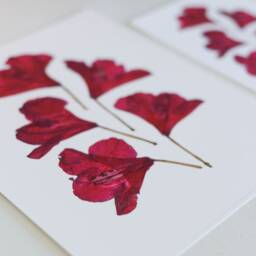 "Rhododendron, Wa, Wv State Flower - Print Reproduction Artwork Of Pressed Flowers 5x7"" 8x10"" 11x14" - thumbnail 3