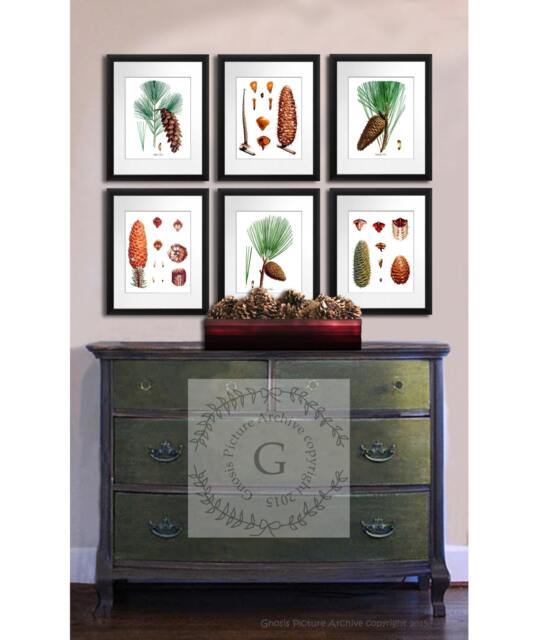 Pine Tree Art Prints Set Of 6 Unframed Tree Conifers Fir Woodland Rustic Cabin Wall Decor - image 1