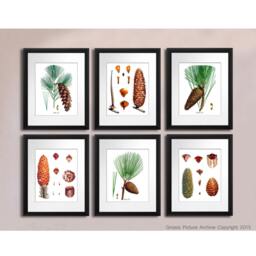 Pine Tree Art Prints Set Of 6 Unframed Tree Conifers Fir Woodland Rustic Cabin Wall Decor - thumbnail 2