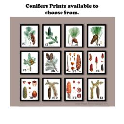 Pine Tree Art Prints Set Of 6 Unframed Tree Conifers Fir Woodland Rustic Cabin Wall Decor - thumbnail 3