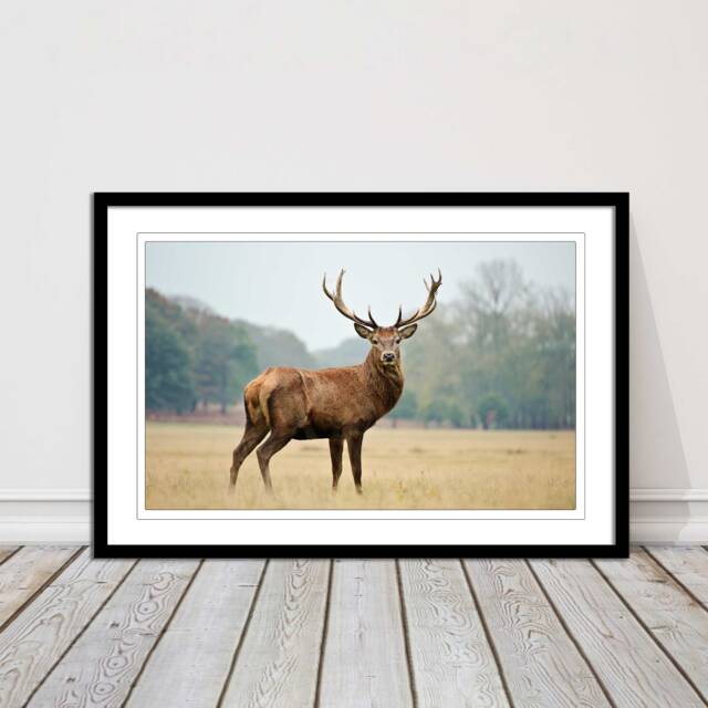 stag in An Autumn Forest. Framed Picture With Choice Of Frame Colours & Options - image 1