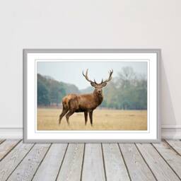 stag in An Autumn Forest. Framed Picture With Choice Of Frame Colours & Options - thumbnail 3