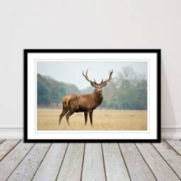 stag in An Autumn Forest. Framed Picture With Choice Of Frame Colours & Options - thumbnail 1