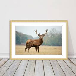 stag in An Autumn Forest. Framed Picture With Choice Of Frame Colours & Options - thumbnail 2