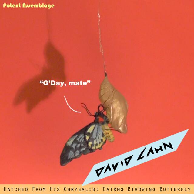 Hatched From His Chrysalis Cairns Birdwing Butterfly - image 1