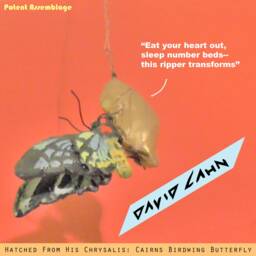 Hatched From His Chrysalis Cairns Birdwing Butterfly - thumbnail 4