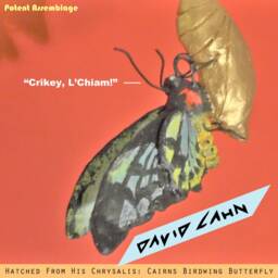 Hatched From His Chrysalis Cairns Birdwing Butterfly - thumbnail 3