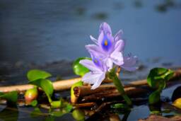 Printable Purple Water Hyacinth Plant, Flower Wall Art, Flowers, Floral Decor, Pale Lavender Art