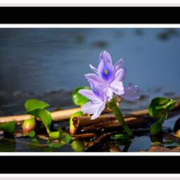 Printable Purple Water Hyacinth Plant, Flower Wall Art, Flowers, Floral Decor, Pale Lavender Art - thumbnail 2