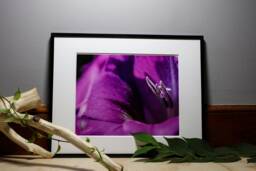 Gladiolus Flower Photograph, Nature Photography, Wall Art, Bedroom Decor, Living Room Peaceful Photography Prints - thumbnail 1