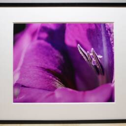 Gladiolus Flower Photograph, Nature Photography, Wall Art, Bedroom Decor, Living Room Peaceful Photography Prints - thumbnail 2