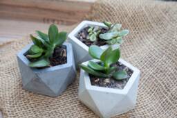 Succulent Planter, Planters For Succulents, Planter Set, Pot, Gift Plant Lover, Gardener Housewarming - thumbnail 1