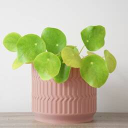 "Mabel Planter With Drainage & Saucer in Country Pink, Boho 3D-Printed Plant Pot, Small To Large Sizes 4"" 5"" 6"" 7"" 8" - thumbnail 2