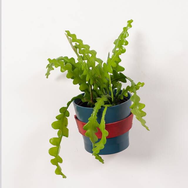 Leather Wall Planter Red, Indoor Hanging Plant, Wall Planter, Minimal Gift For Him, Her, Father's Day , Plant Hangers - image 1
