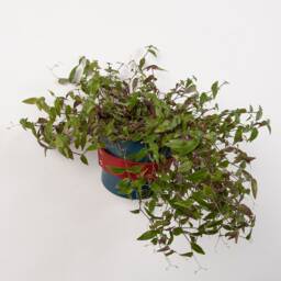 Leather Wall Planter Red, Indoor Hanging Plant, Wall Planter, Minimal Gift For Him, Her, Father's Day , Plant Hangers - thumbnail 2