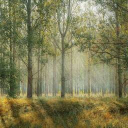 Sunrays Hitting The Forest Summer Landscape Printed Custom Made Window - Vnt90 Roller Blind, Regular Or Blackout Shade, Chain Cordless - thumbnail 3