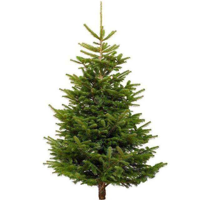 Pre-Order Nordmann Fir Fresh Cut Christmas Tree - Real Live Seasonal Xmas - image 1