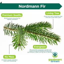 Pre-Order Nordmann Fir Fresh Cut Christmas Tree - Real Live Seasonal Xmas - thumbnail 3