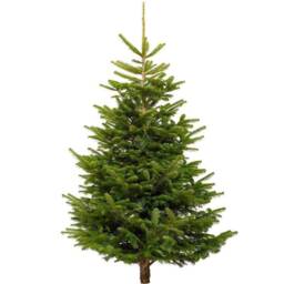 Pre-Order Nordmann Fir Fresh Cut Christmas Tree - Real Live Seasonal Xmas - thumbnail 1