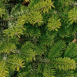 Pre-Order Nordmann Fir Fresh Cut Christmas Tree - Real Live Seasonal Xmas - thumbnail 2