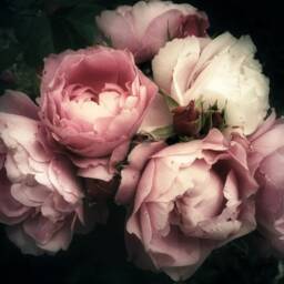 Pink Peonies Floral Wallpaper Vintage Dark Wall Mural - thumbnail 3