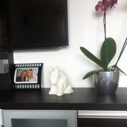 Bull Terrier Sculpture White Mat Dog Art Home Decor Psiakrew Design - thumbnail 3