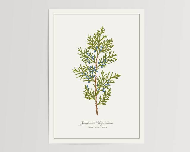 Eastern Red Cedar Print - Printed & Shipped Illustration Floral Watercolour Home Decor - image 1