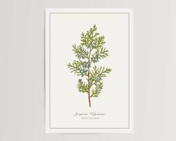 Eastern Red Cedar Print - Printed & Shipped Illustration Floral Watercolour Home Decor - thumbnail 1
