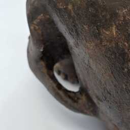 Soul Trap . Human Skull Replica Realistic Plaster Of Paris Life Size Human Replica - thumbnail 4