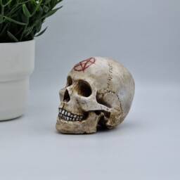 Pentagram Solid Mini Human Skull Ornament Small Replica Plaster Of Paris Skull - thumbnail 3