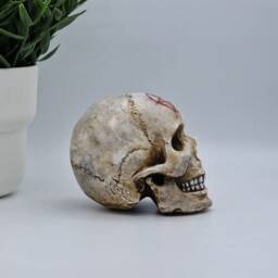 Pentagram Solid Mini Human Skull Ornament Small Replica Plaster Of Paris Skull - thumbnail 4