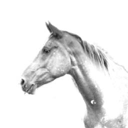 Akhal-Teke - Wooden Stand For Candles/Pens With The Image Of A Horse New Collection - thumbnail 2