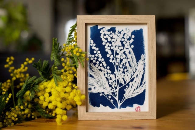 Botanical Cyanotype Of A Mimosa Flower - image 1