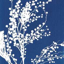 Botanical Cyanotype Of A Mimosa Flower - thumbnail 2