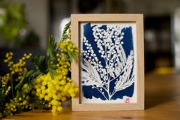Botanical Cyanotype Of A Mimosa Flower - thumbnail 1