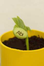 Personalised Name Bean Seeds , Magic Beans, Birthday Gift, Personalised Plant Garden Vegetable Grow Set, Named Plant, Christmas - thumbnail 1