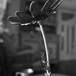 Daisy Metal Flower, Delicate Iron Sculpture, Art Made By The Steel Style Things, 6Th Anniversary - thumbnail 3