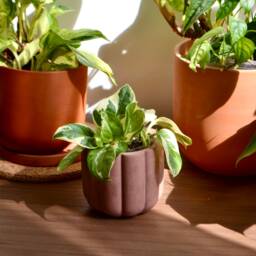 Fluted Concrete Cylinder Planter Minimal Succulent Pot - thumbnail 3