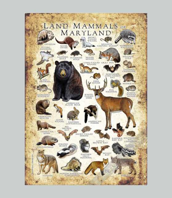 Maryland Mammals Poster Print Field Guide Art, Signed - image 1
